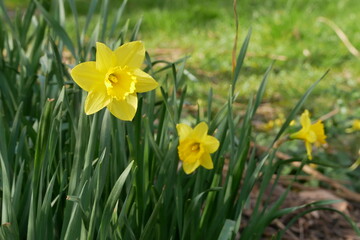 Fleur jaune. jonquille dans un parc