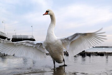 A close-up of a swan with spread wings, standing on the seashore by the pier. Baltic Sea, Sopot, Poland - obrazy, fototapety, plakaty