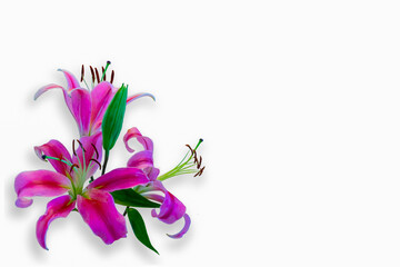 Pink Lily flower with white background 