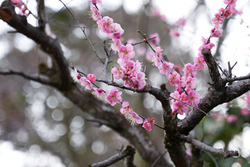 梅の花