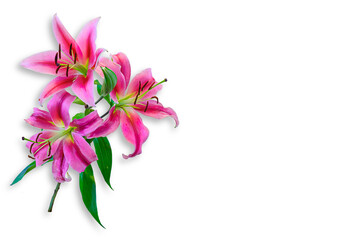 Pink Lily flower with white background 