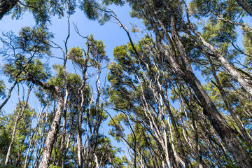 Forêt du parc Abel Tasman, Nouvelle Zélande 