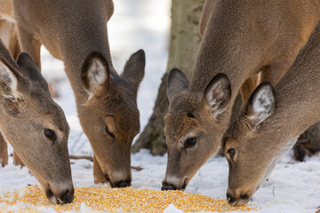 Small herd white-tailed deers eats corn