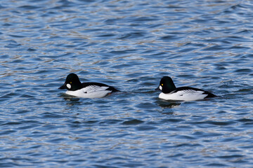 The common goldeneye (Bucephala clangula). Sea ducks during migration on the river.
