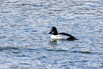 The common goldeneye (Bucephala clangula). Sea ducks during migration on the river.