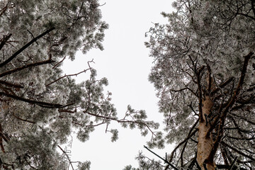 frostiger Winterzauber im Wald