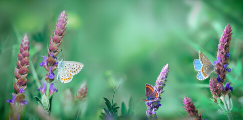 Summer nature background. Beautiful flowers of meadow clary and butterflies on the wild meadow. Close-up macro shot of three common butterflies on a blurred summer field at morning. Space for text.