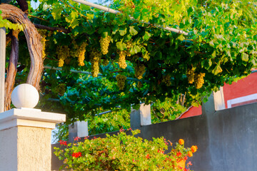 Grapes and flowers in a garden in Nin - obrazy, fototapety, plakaty
