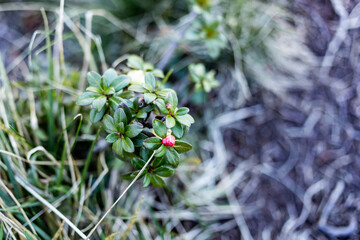 green leaves and flower of cowberry