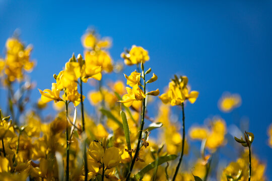 Fiori gialli di ginestra su cielo blu 