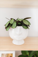 Ctenanthe burle-marxii 'Amagris' plant in a head shape pot