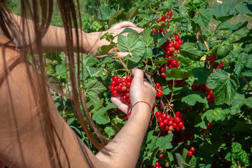 Young caucasian woman collects red currant berries from a bush in a summer garden, harvest season. Back view