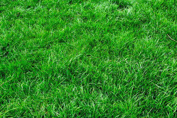 beautiful background of grass green saturated color, spring wallpaper, Place for text, copy space, flat lay, top point