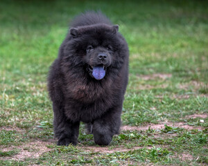 Black Chow with typical blue tongue