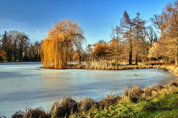 A frozen lake and deciduous trees in a park during winter