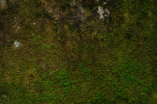 Abstract background in the form of green moss on the wall