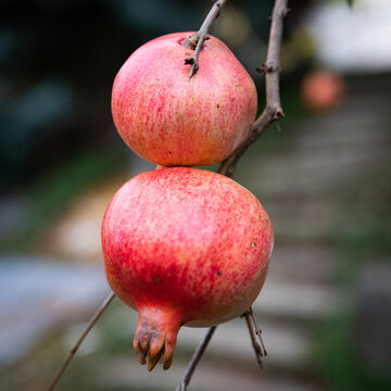 Due rosse melograne mature