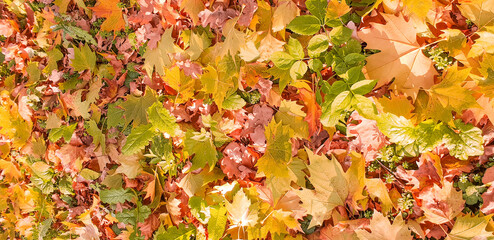 Colorful maple leaves lie on the grass. Green and yellow autumn leaves background. Space for text.