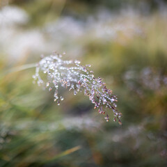 dew drops on the grass, background