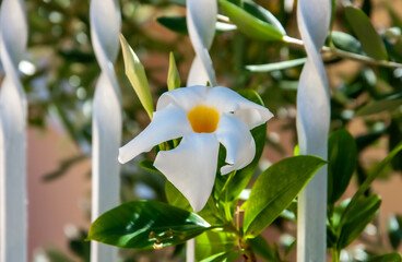 Fototapeta Diplademia mandevilla przepiękny biały kwiat z żółtym środkiem, pnącze ślicznie kwitnące w ciepłym klimacie obraz