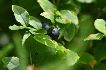 Owoc borówki leśnej (Vaccinium myrtillus)