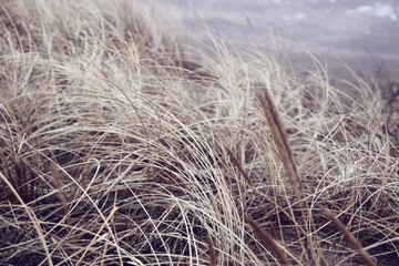 dry yellow grass on the beach