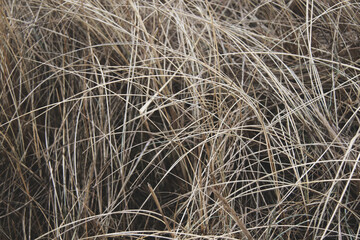 dry yellow grass on the beach