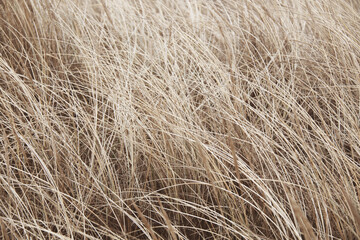 dry yellow grass on the beach