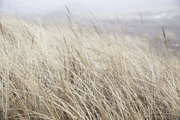 dry yellow grass on the beach