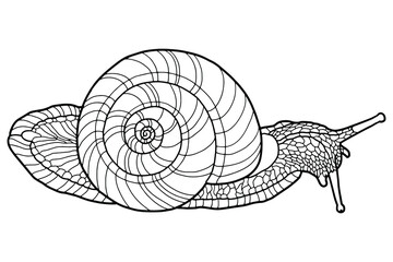 Hand drawing snail. Coloring page. The original print. Illustration for a children's book. Coloring book for children and adults.