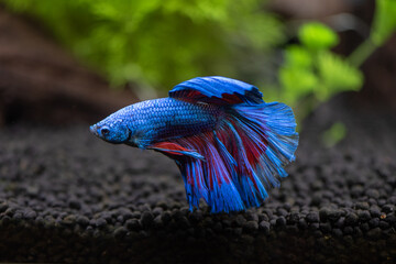 Betta