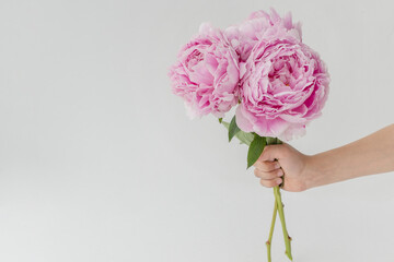 childs hand holds bouquet of three huge pink peonies on white background, lots of copyspace. Greetins concept. Congratulations with holidays