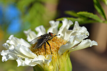 A fly sits on a white flower chrysanthemum