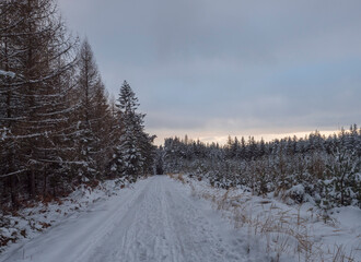 Snowy road in winter forest with snow covered spruce trees Brdy Mountains, Hills in central Czech Republic, cloudy evening.