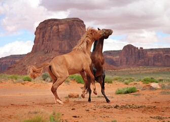 two wild horses fighting near desert butte Southwestern desert