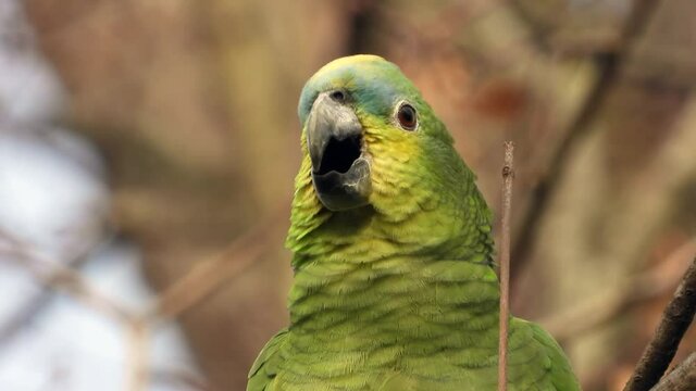 Gelbscheitelamazone&nbsp;(Amazona ochrocephala) in Wiesbaden im Schlosspark Biebrich