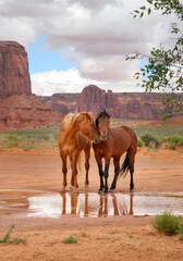 two wild horses together at a water hole with heads close showing affection