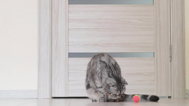 A gray Scottish Fold cat pushes a ball with its paw. The cat is sitting on the floor. Pet game concept.