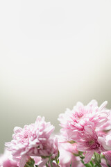 Fototapeta na wymiar Closeup of pink Mums flower on white background with copy space using as background natural flora, ecology wallpaper page concept.