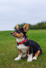 Naklejka na ściany i meble Little corgi-puppy sitting on the green grass in autumn park, cute small dog outdoor looking up