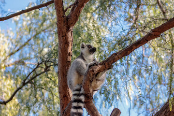 Animals in the wild from Bioparc (Valencia, Spain)
