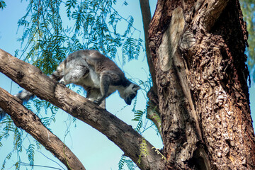 Animals in the wild from Bioparc (Valencia, Spain)