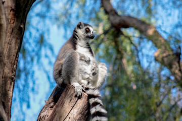 Animals in the wild from Bioparc (Valencia, Spain)