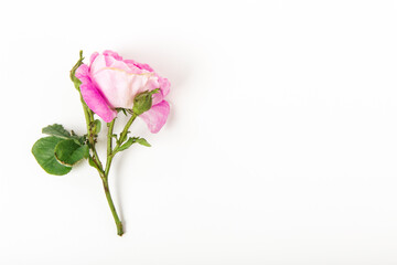 Pink rose on white background. Flat lay, top view, copy space. Celebration and congratulations concept