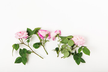 Floral composition with pink roses on white background. Flat lay, top view. Flower background. Elements for design