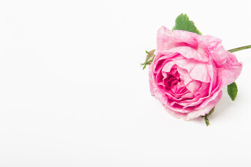 Pink rose with green leaves and stem isolated on white background. Single flower. Copy space