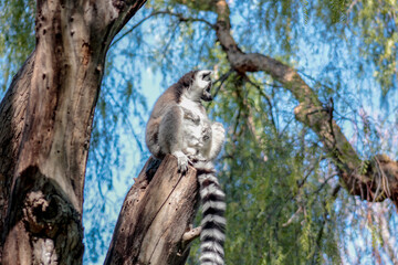 Animals in the wild from Bioparc (Valencia, Spain)