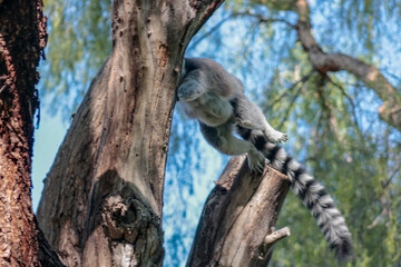Animals in the wild from Bioparc (Valencia, Spain)