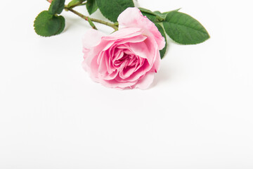 Fototapeta premium Pink rose with green leaves and stem on white background. Single flower. Copy space