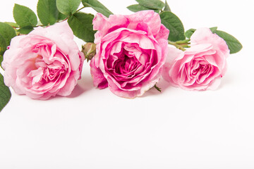 Bouquet of pink roses on white background. Flower background. Mothers Day,Wedding and Birthday concept. Copy space